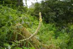 Verbascum thapsus